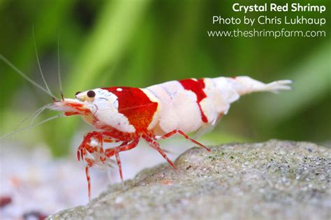 Crystal Red shrimp (Caridina cf. cantonensis) | Care & info - The Shrimp Farm