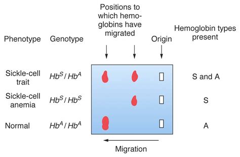 Understanding The Difference Between Sickle Cell Anem - vrogue.co