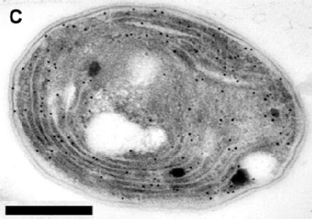 Electron micrographs of cyanobacteria. In picture (A) Synechococcus... | Download Scientific Diagram