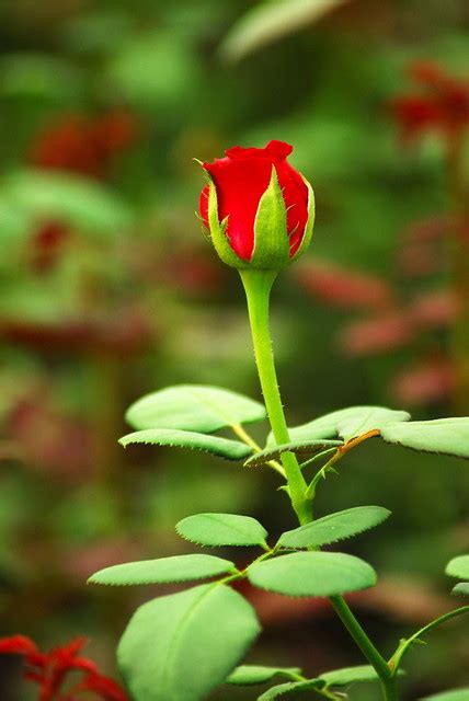 Rose plantation at TANFLORA, Hosur, TN | Kumar S | Flickr