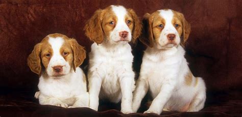 Brittany Names - Cute and Cool Names for Brittany Spaniels