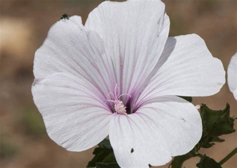 Lavatera Dwarf Pink Blush - Bishy Barnabees Cottage Garden