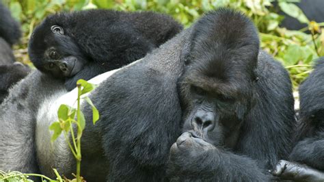 Facts about the Eastern Lowland gorillas | Congo Safaris Tours