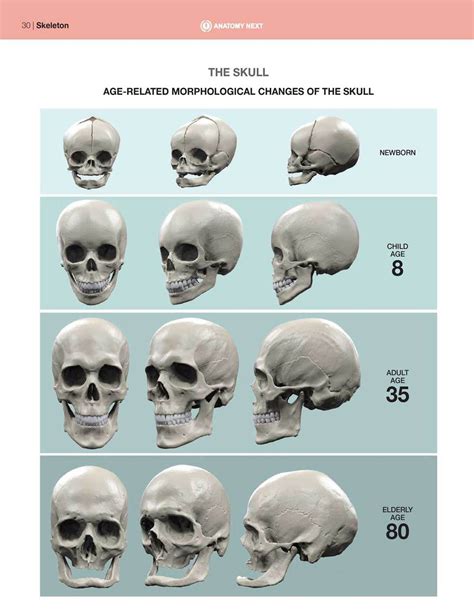 Facial expression anatomy. Books created for artists with 3d renders of ...