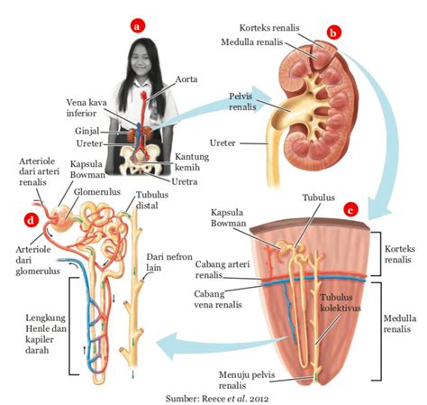 Ginjal: Sistem Ekskresi pada Manusia | Biologi Kelas 8