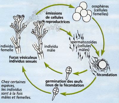 Biologie aquatique : approfondissements (sur reproduction, classification, associations, etc ...