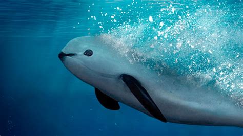 El Universo Bajo el Microscopio: La vaquita marina a punto de la extinción