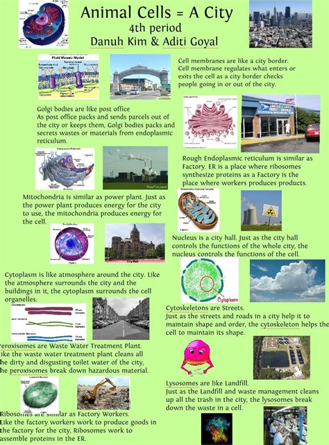 Animal Cell Is Like A City - Animal Cell Analogy How To Understand ...