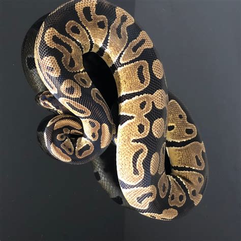 Het Sunset Ball Python by Hub City Koi & Reptiles - MorphMarket