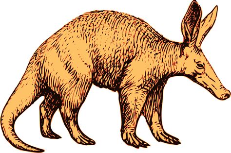 Aardvark Clipart - ClipArt Best