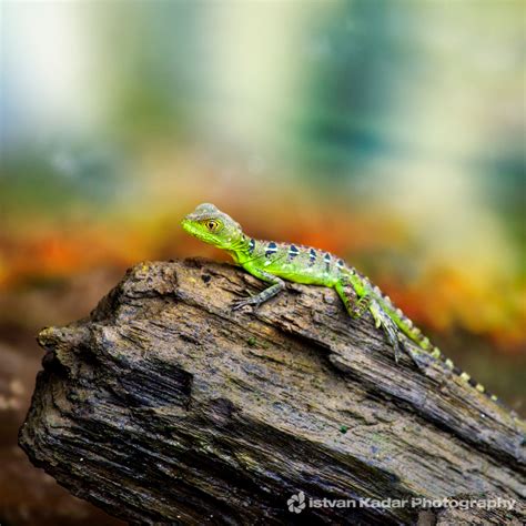 Green Basilisk Lizard (female) | The Green Basilisk Lizard i… | Flickr