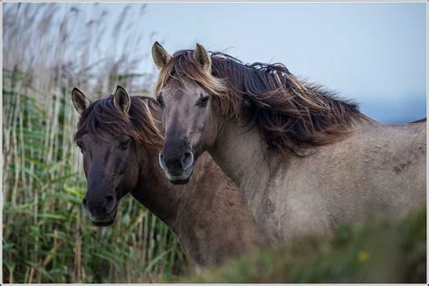 Konik Ponies at Oare Marsh Nature Reserve. | The Konik is a … | Flickr