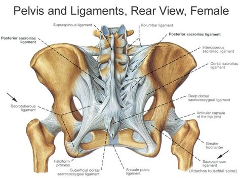 Yogis, Be Careful with Your Joints. ~ Charlotte Bell | Sacroiliac, Sacroiliac joint, Pelvis anatomy