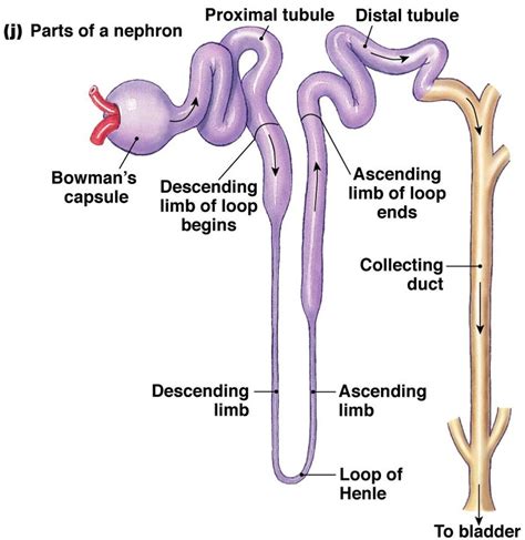 Easy Steps to Draw Nephron [Class 10 NCERT] Write down each step with hand drawn labelled ...