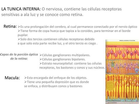 Anatomia del ojo animal