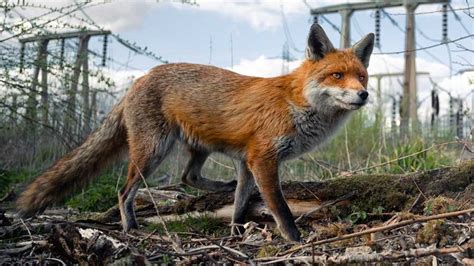 British Wildlife Photography Awards: This year's winning pictures | UK ...