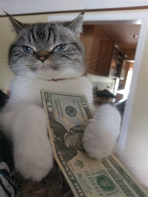 When Your Cat Has More Money Than You | Cats, Money cat, Cat memes