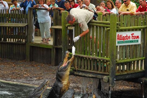 Alligator Farm St. Augustine Information Guide