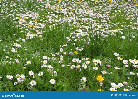 Field of daisy flower stock image. Image of garden, spring - 1223601