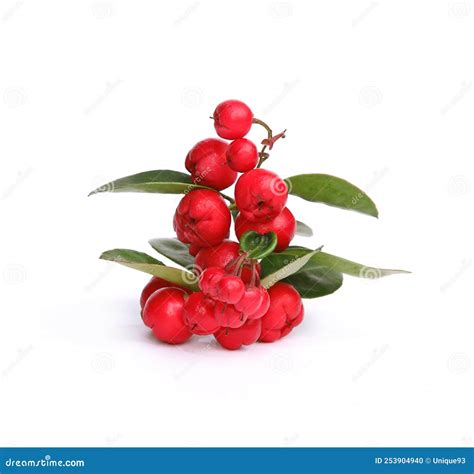 Wintergreen Berries with Foliage on White Background Wintergreen Berries with Foliage Stock ...