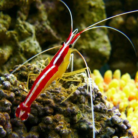 Red Line Cleaner Shrimp (Lysmata amboinensis)