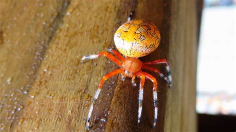 Backyard Birding....and Nature: Marbled Orb Weaver Spider - Halloween ...