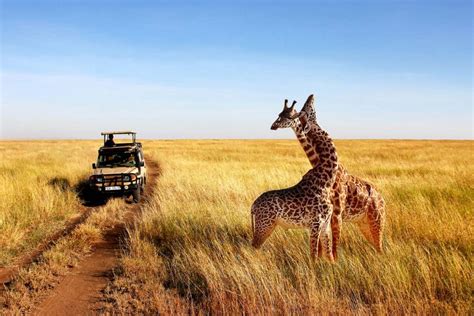 Choose the Best Tanzania Safari Guide for Exceptional Tanzania Safari ...