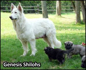 Shiloh Shepherd Breeders, Shiloh Shepherd Puppies | Shiloh shepherd, Shiloh shepherd dog ...