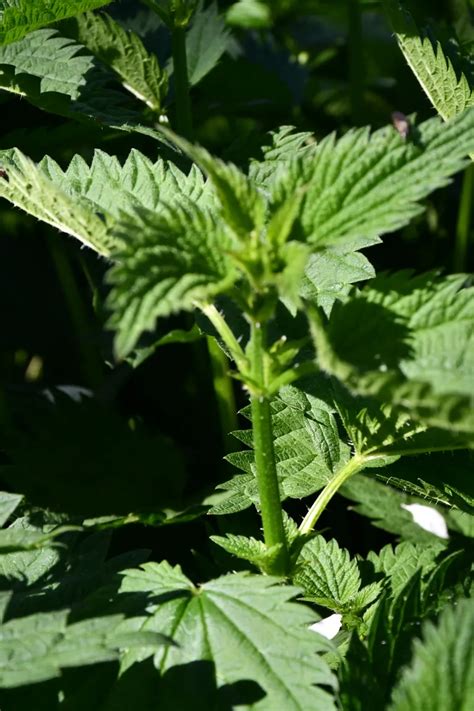 How To Make Nettle Leaf Powder & Why You Really Should