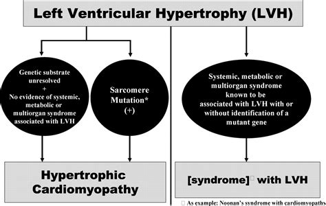 Causes Of Hypertrophic Cardiomyopathy