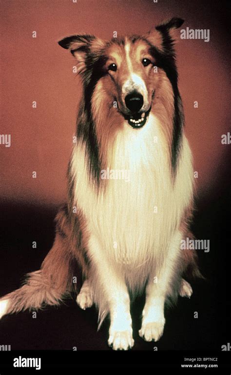 Lassie Dog