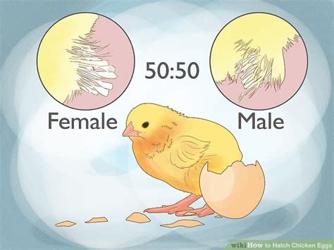 4 Ways to Hatch Chicken Eggs - wikiHow