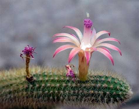 10 Amazing Facts(Identify, Care, Diseases Control) On Rat Tail Cactus ...