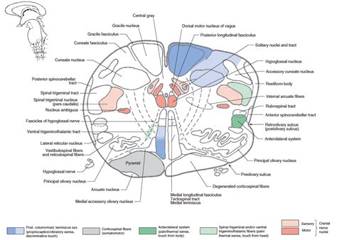 dmnx [Brainstem Wiki]