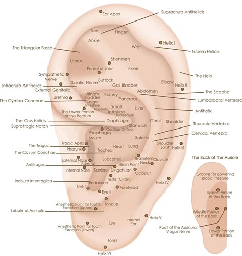 Acupressure Points Chart For Ears