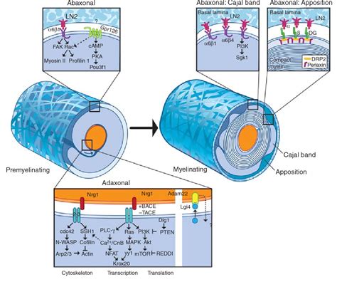 Figure 5 from Schwann cell myelination. | Semantic Scholar