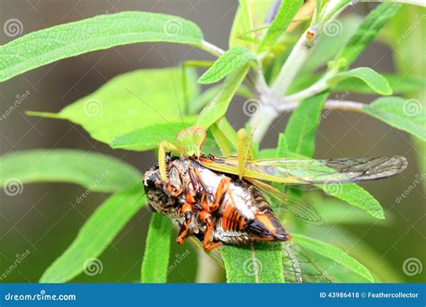 Narrow-winged Mantis stock photo. Image of eating, angustipennis - 43986418