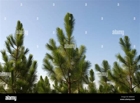 Long leaf pine trees, Bethune, South Carolina, USA Stock Photo - Alamy