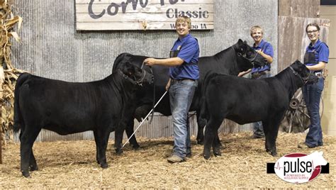 Gelbvieh Junior Classic | Cow/Calf Pair | The Pulse