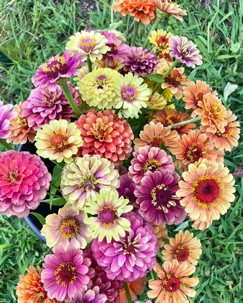 Zinnias