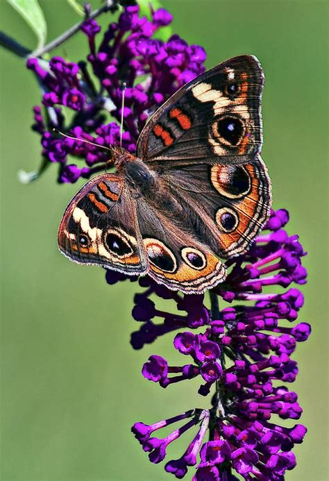 Buckeye Butterfly Photograph by Marcia Colelli - Fine Art America