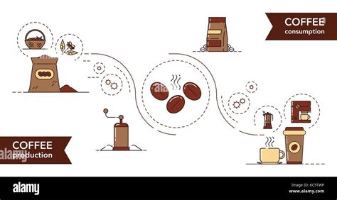 Vector illustration of a coffee production process. Coffee production ...