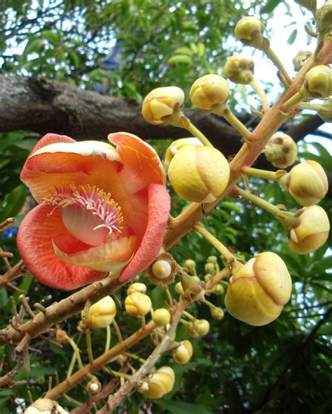 Sala tree flowers - Wat Pho | Flickr - Photo Sharing!