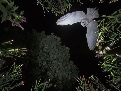 The Story Behind an Incredible Shot of an Owl in Flight