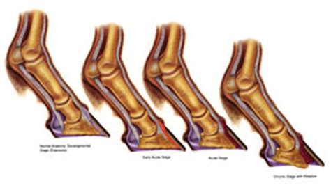 New Research Could Lead to a Very Different Future for Laminitis Treatment | 2008-09-01 ...