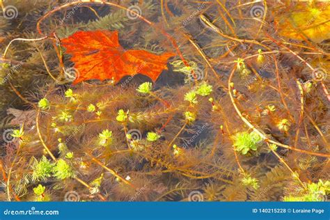 Abstract of Goldfish Pond in Winter, Roots Zigzagging Stock Photo - Image of beauty, leaf: 140215228