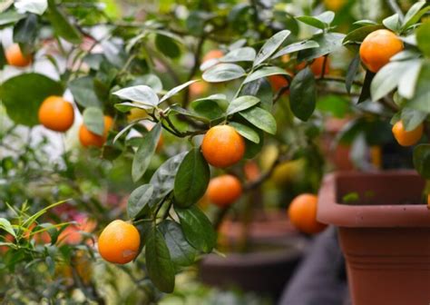 5 Best Lime Tree Varieties to Grow in Your Garden for Decoration or Food