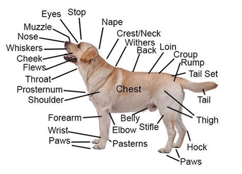 Female Dog Body Parts Labeled - For Dummies | Dog anatomy, Dogs, Black ...