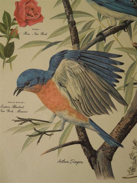 Vintage Arthur Singer Bird Print 1950s Mountain and Eastern Bluebird ...