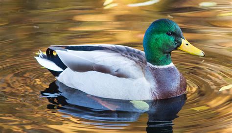 Dabbling ducks - Zoo Ecomuseum